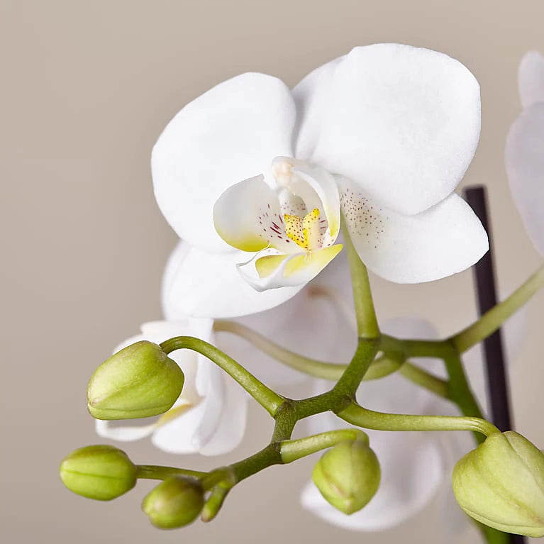 Orchidées à deux tiges