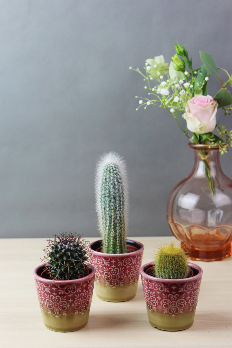 Kit Cactus