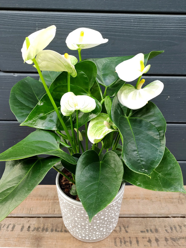 Anthurium