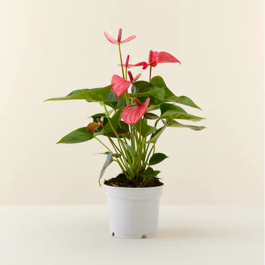 Anthurium