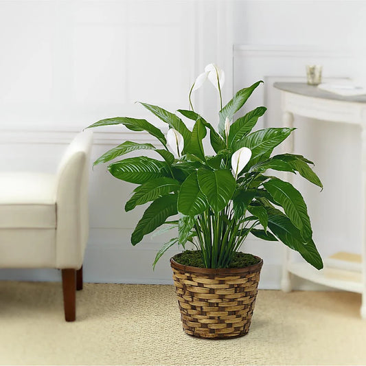 Spathiphyllum