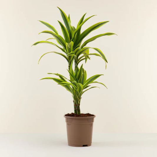 Dracena