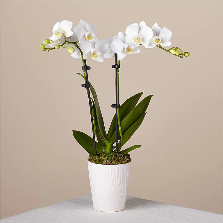 Orchidées à deux tiges
