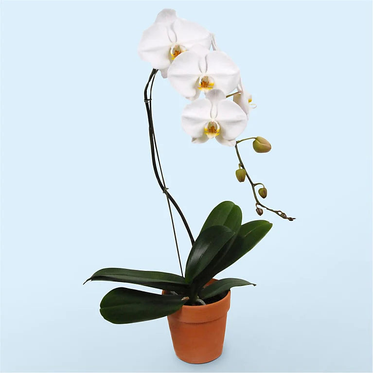 Orchidée à une tige